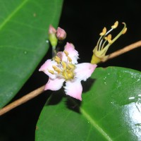 Mouriri guianensis Aubl.
